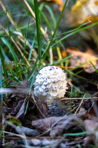 White shaggy mushroom growing among grass and leaves, Germany, Bavaria, Augsburg, 30 September 2026