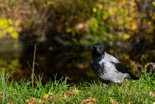 Hooded crow standing on green grass near pond with autumn foliage in background
