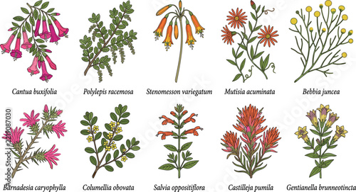 Andean montane flora cantua buxifolia polylepis racemosa stenomesson variegatum mutisia acuminata botanical chart