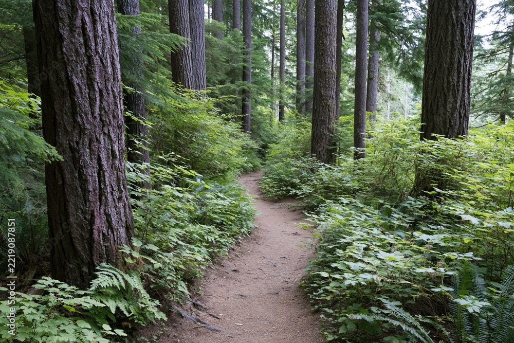 Fototapeta premium The Forest Path Through Tall Trees, A Serene Trail Amid Lush Greenery