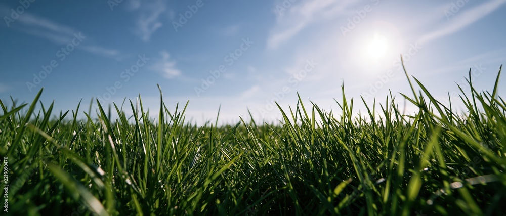 Fototapeta premium Low-angle view of green grass blades under bright sunlight against a clear blue sky