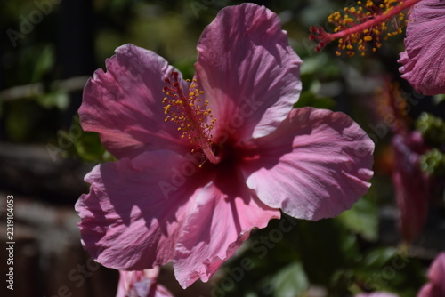 Obraz na plátně jamaican flower