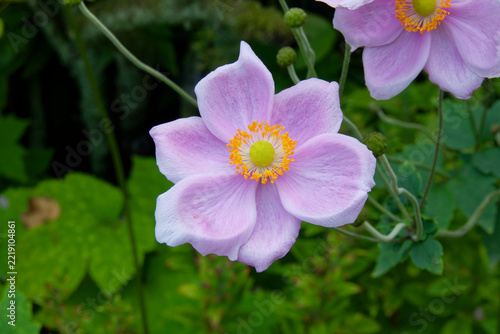 Belle fleur d'anémone du Japon