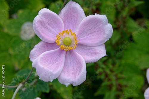 Fleur de l'anémone du Japon.