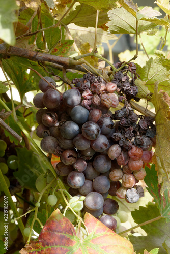 Grappe de raisin noir en automne.