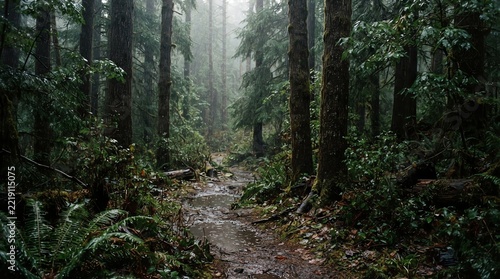 Misty Forest Path Nature Wallpaper Background