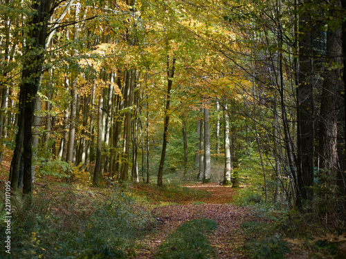 Autumn path in a dense deciduous forest