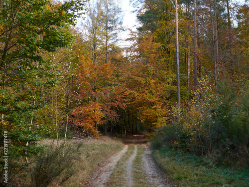 Autumn path in a dense deciduous forest