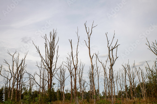 Dead Trees And Bare Forest Silhouettes Against An Overcast Sky In A Desolate Landscape