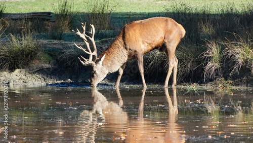 large male red deer (cervus elaphus) drinking from a quiet pond with reflection in the water