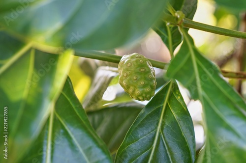 Young Green Noni Fruit Surrounded by Tropical Leaves
