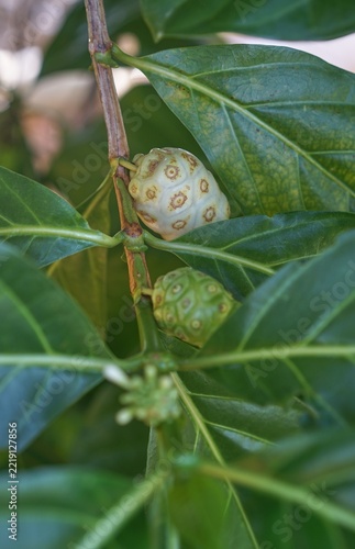 Immature Green Noni Fruits Growing Among Glossy Leaves