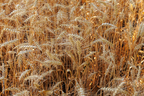 Ripe cereal crop before harvesting close up