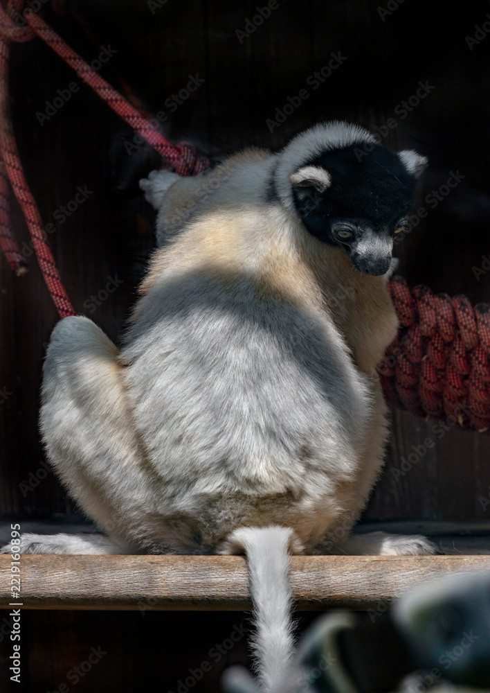 Fototapeta premium Crowned sifaka on the board. Latin name - Propithecus coronatus 