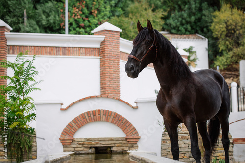 Full-body portrait of a beautiful black Pure Spanish Horse next to a fountain in a rural Spanish village