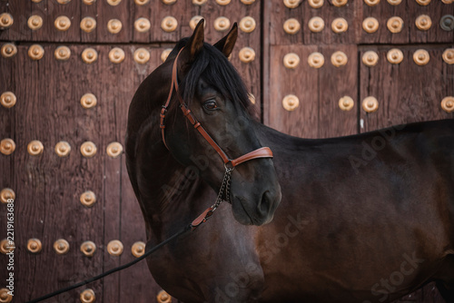 Face portrait of a beautiful black Pure Spanish Horse next to a door in a rural Spanish village.