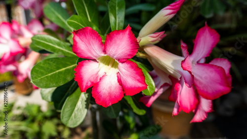 Single petal Adenium or Desert Rose flowers blooming front close-up view 3 Extreme close up