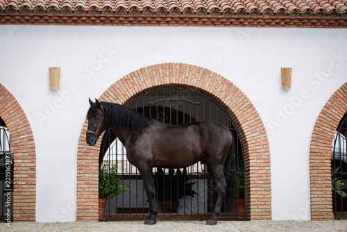 Full-body portrait of a beautiful black Pure Spanish Horse in a rural Spanish village.