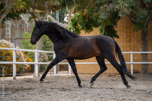 Portrait of a beautiful, free-roaming Pure Spanish Breed bay horse.