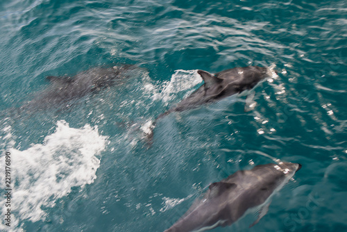 dolphins swimming  
