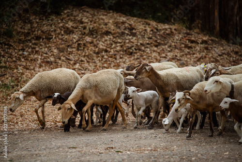 A flock of sheep with their lambs moving along the paths of a Spanish field.