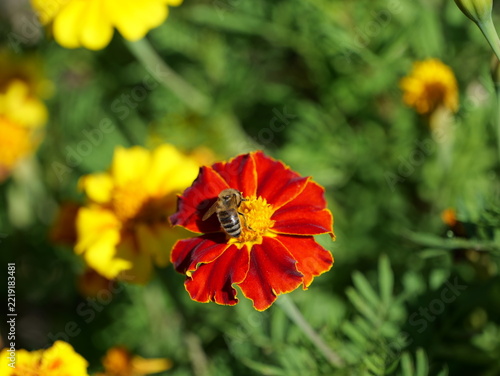 Honeybee, Apis mellifera, foraging on a red and yellow marigold flower, Tagetes. The bee sits in the yellow flower center of the colorful garden plant against a softly blurred green background.