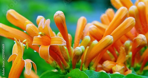 Bellflower, lantern flower, close-up, orange, hanging