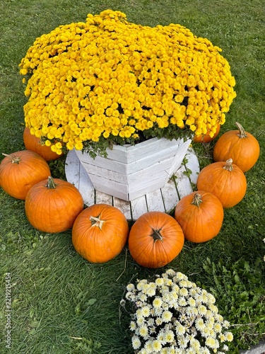 Bright yellow potted chrysanthemums encircled by orange pumpkins on lawn