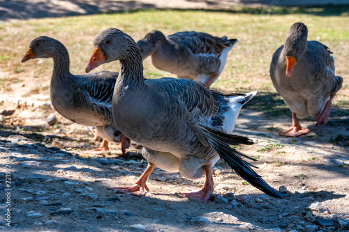 Gray domestic goose with an orange beak and detailed feather pattern walking on sunlit ground with three other geese in the background.