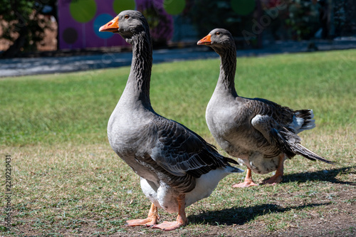 Two gray domestic geese with orange beaks standing on a grassy lawn in daylight, showing their long necks and detailed feather patterns.