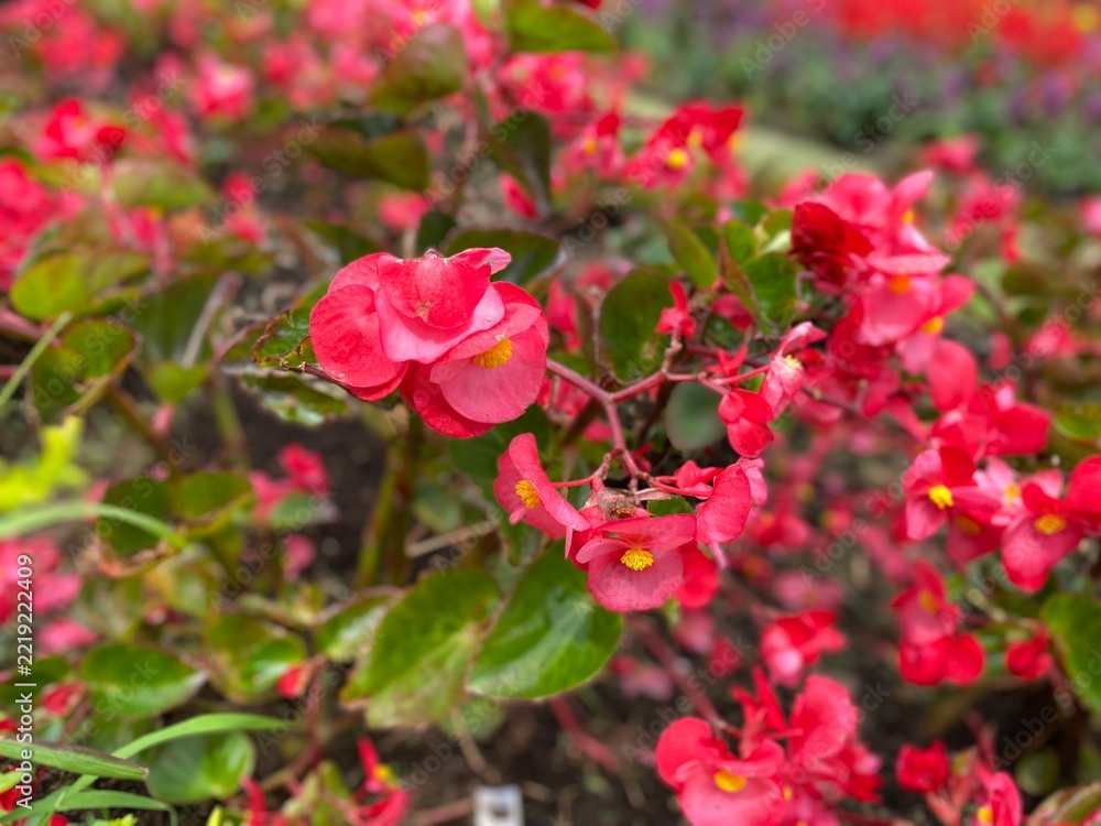 Obraz premium Pink Begonia Flowers Blooming in the Garden