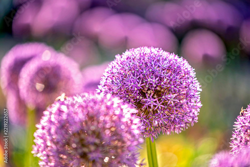 Blumenwiese mit Allium