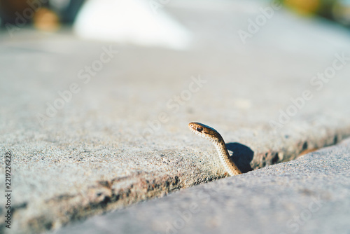 Small Snake Peeking Out From a Crack Between Concrete Slabs