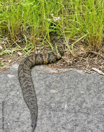 Cottonmouth in the grass