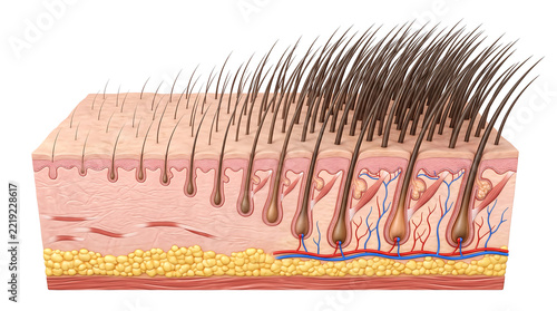 Human skin cross section diagram showing hair loss thinning and hair growth stages