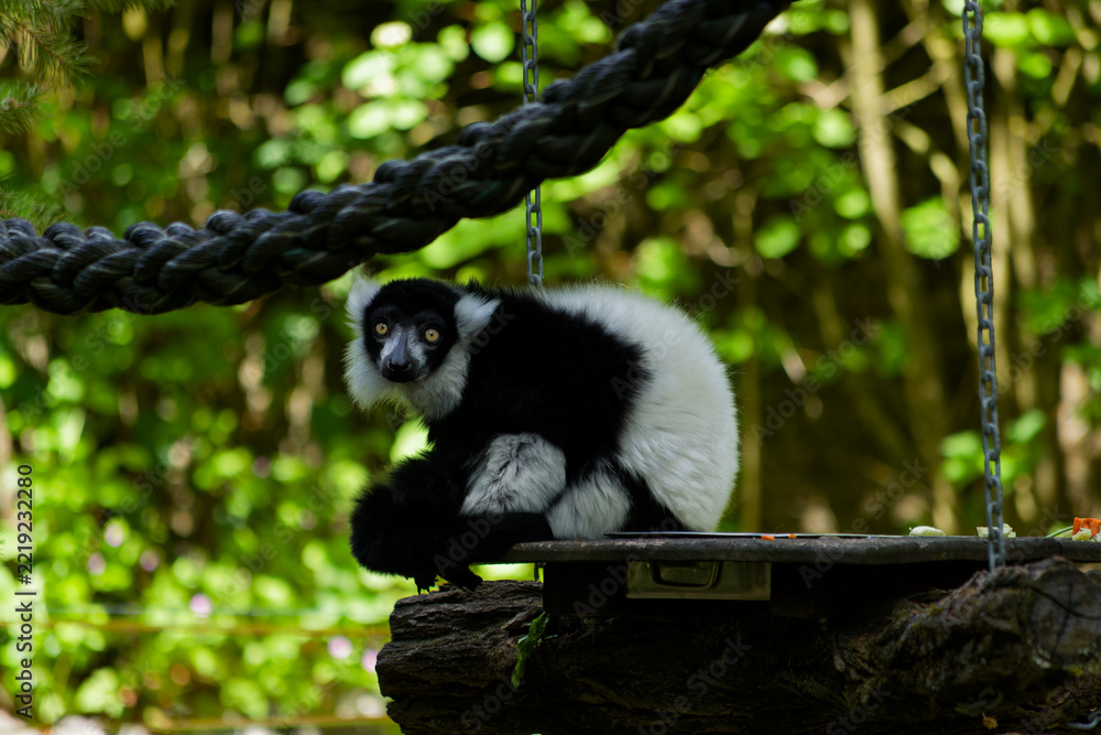 Fototapeta premium Lemur