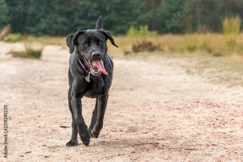 Happy Black Labrador Retriever Running Toward the Camera on a Forest Path