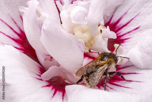 Bumblebee Covered in Pollen Feeding Inside a Clover Flower