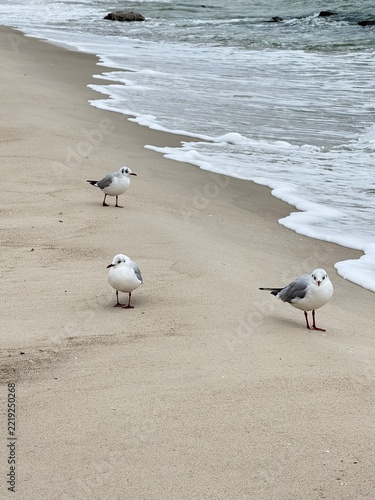 Seagulls on a sandy beach by the sea
