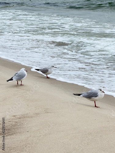 Seagulls on a sandy beach by the sea