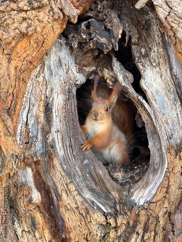 Red squirrel looking out from a tree hollow