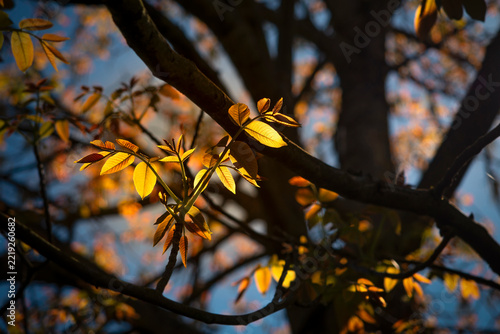 Tree branch adorned with vibrant, luminous glowing autumn leaves, bathed in warm, golden light of a sunset. Leaves are a striking yellow-orange.
