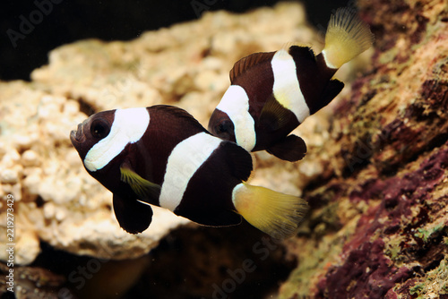 Western Australian Anemonefish or the Australian Black Clark's Clownfish (Amphiprion milii)