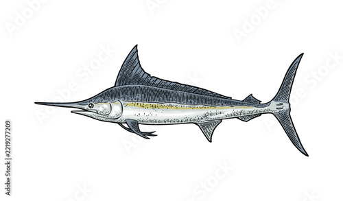 Marlin illustration color engraving hand drawn vintage style isolated on white background. Black and white vector clip art of ocean predator fish