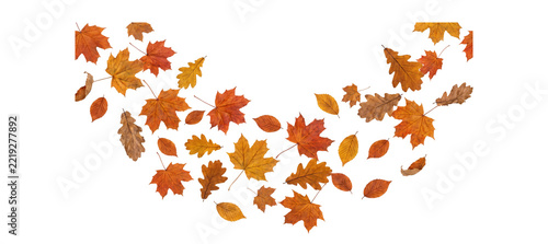 Floating autumn foliage set with orange and brown maple leaves for fall seasonal background design or harvest festival celebration flyer graphics.