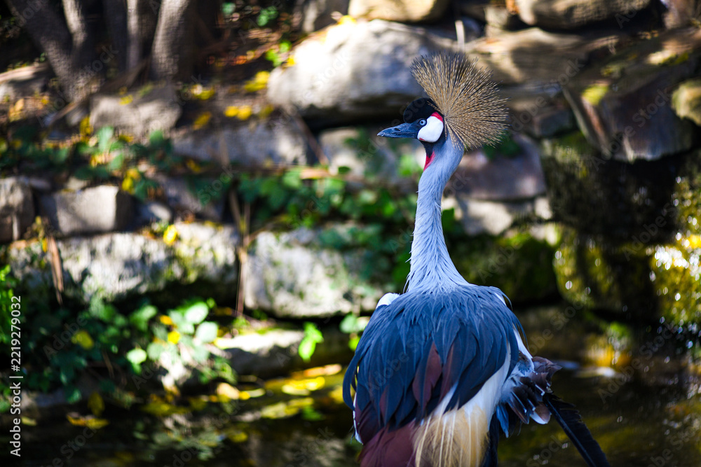 Fototapeta premium Grey crowned crane displaying its golden feather crown beside a pond