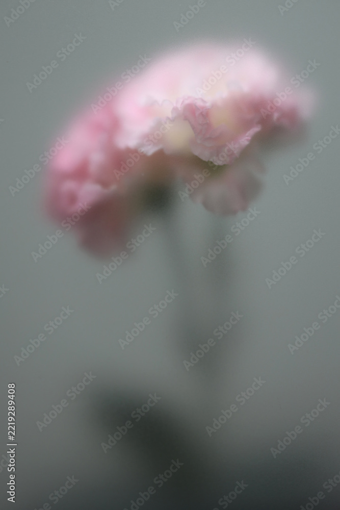 Fototapeta premium Smoke selected soft focus beige pink Eustoma. Lisianthu, carnation Flower through translucent matte frosted glass. Abstract natural blurred grain light fog background.