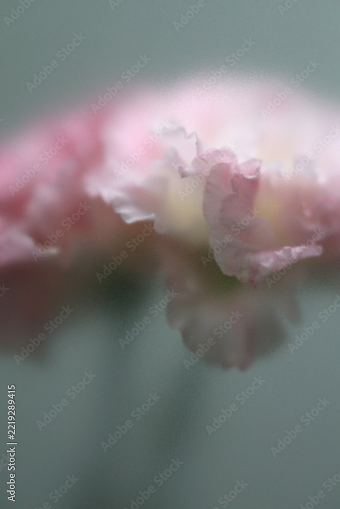 Naklejka premium Smoke selected soft focus beige pink Eustoma. Lisianthu, carnation Flower through translucent matte frosted glass. Abstract natural blurred grain light fog background.