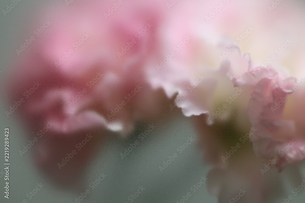Naklejka premium Smoke selected soft focus beige pink Eustoma. Lisianthu, carnation Flower through translucent matte frosted glass. Abstract natural blurred grain light fog background.