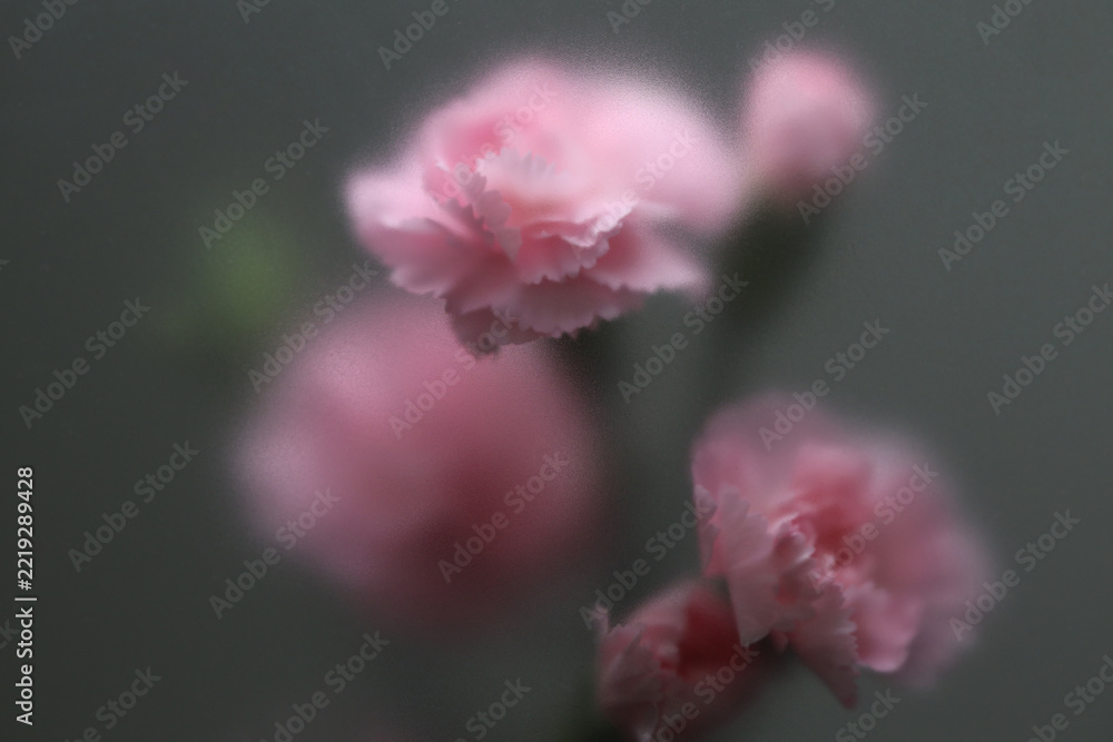 Fototapeta premium Smoke selected soft focus pink carnation Flower through translucent matte frosted glass. Abstract natural blurred grain gray fog background.